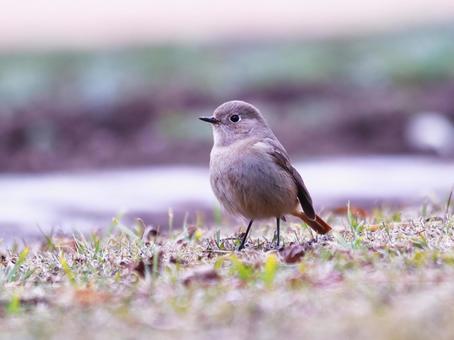 地面に降りたジョウビタキの雌 地面に降りたジョウビタキの雌の写真