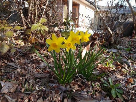 春が来ました 可愛いスイセンの花 春が来ました 可愛いスイセンの花 スイセン,花,花びらの写真素材