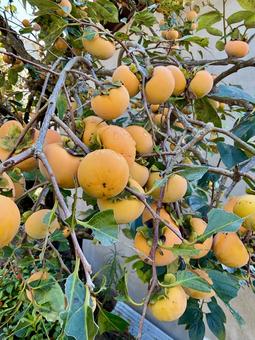 実りの秋 鈴なりの柿02 柿,カキ,フルーツの写真素材