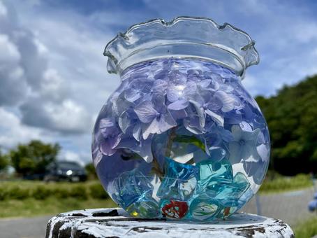 Photo, fish bowl, hydrangea, blue, 