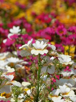 White nemesia flowers blooming in a flower field in the park, JPG White nemesia flowers blooming in a flower field in the park, JPG
