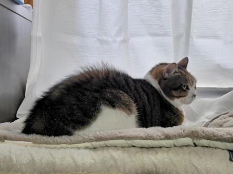 窓ぎわの猫 猫,ネコ,ペットの写真素材