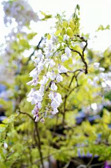 藤の花 屋外,晴れ,晴天の写真素材