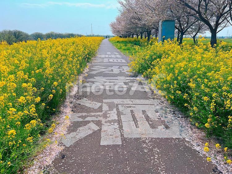 千葉県と茨城県の県境 千葉県,茨城県,県境の写真素材