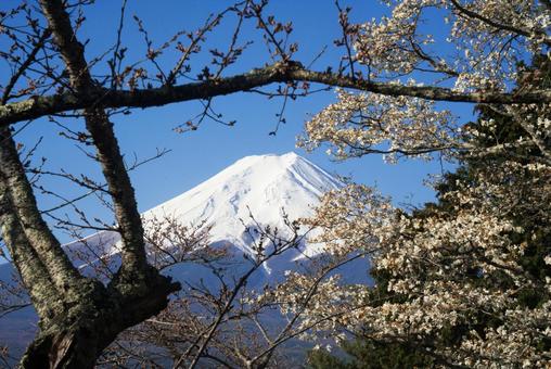 桜の枝の下にのぞく富士山 桜の枝の下にのぞく富士山 桜,花,桜の枝の写真素材
