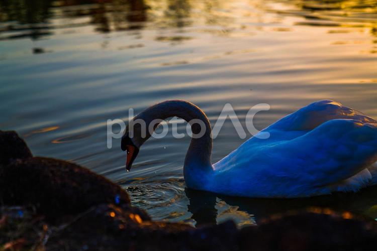 夕暮れ時の白鳥 白鳥,池,夕暮れの写真素材