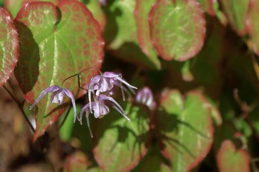 船の錨に似た花 イカリソウ(錨草・碇草),花,メギ科の植物の写真素材