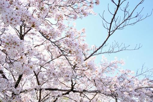 公園のさくら 桜,さくら,ソメイヨシノの写真素材