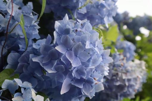 紫陽花 紫陽花の写真