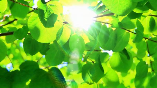 木漏れ日、眩しい太陽が覗く 木漏れ日、眩しい太陽が覗くの写真