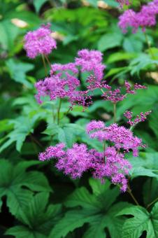 キョウガノコ・京鹿子 キョウガノコ・京鹿子の写真