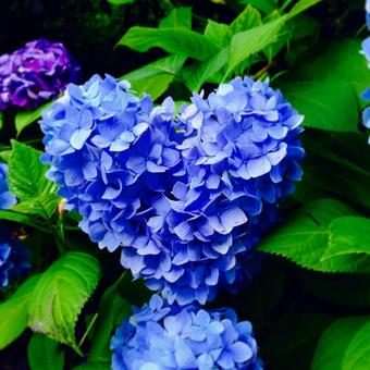 紫陽花の写真
