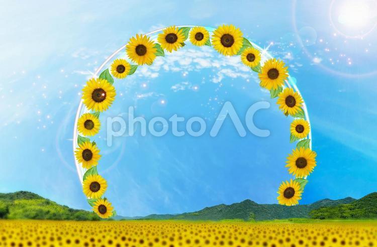 夏の綺麗な空に花咲くヒマワリの丸フレーム 向日葵,ヒマワリ,夏の写真素材