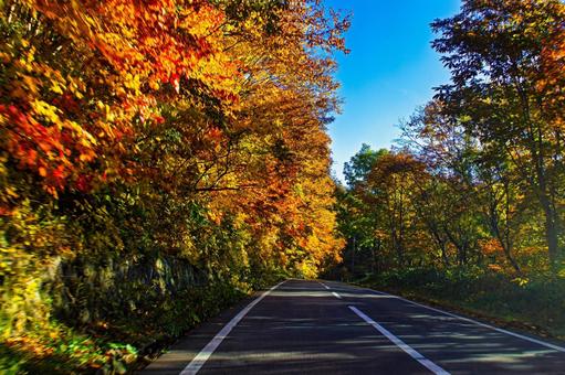 秋田県鹿角市の鮮やかな紅葉の中を走る道路 秋,紅葉,風景の写真素材