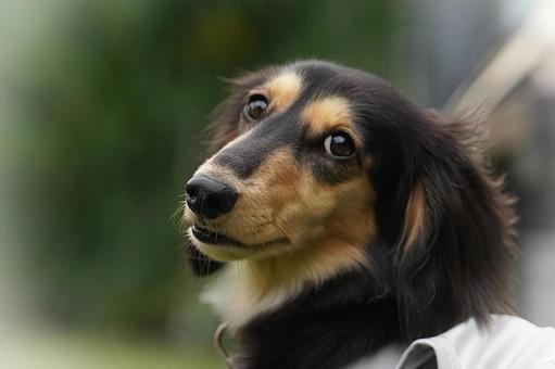 ミニチュアダックスのポートレート ミニチュアダックスのポートレート 犬,ミニチュアダックス,dogの写真素材