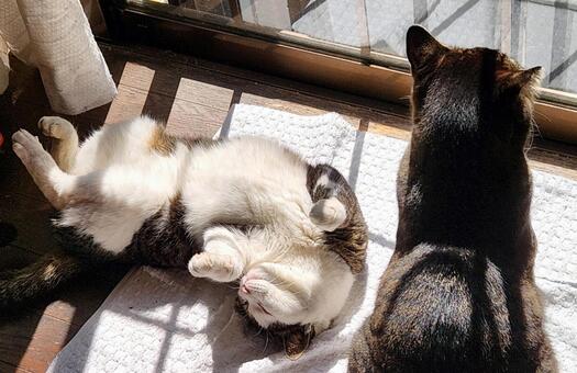 無防備な保護猫 猫,ハチワレ,ヘソ天の写真素材