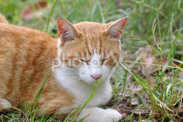 草村でウトウトする公園の茶トラ猫 ネコ,ノラ猫,茶トラ猫の写真素材