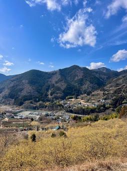 ロウバイ咲き誇る里山 ロウバイ咲き誇る里山の写真
