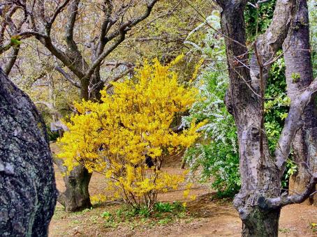 清水公園の風景-27 清水公園の風景-27 清水公園,千葉県野田市,公園の写真素材