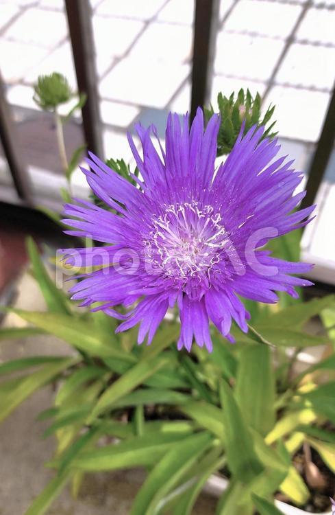 ストケシア（瑠璃菊） ストケシア,瑠璃菊,キク科の写真素材
