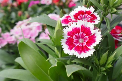 春秋 四季咲きナデシコ(テルスター)の花 春秋 四季咲きナデシコ(テルスター)の花 ナデシコ,テルスター,花の写真素材