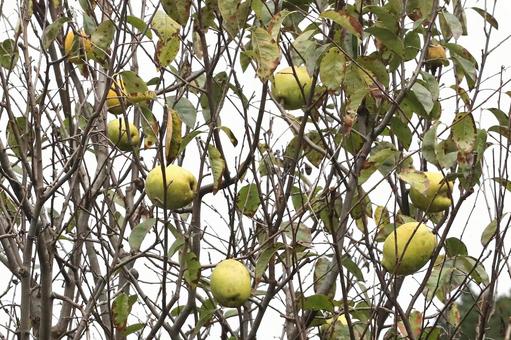 かりんの木なりの写真