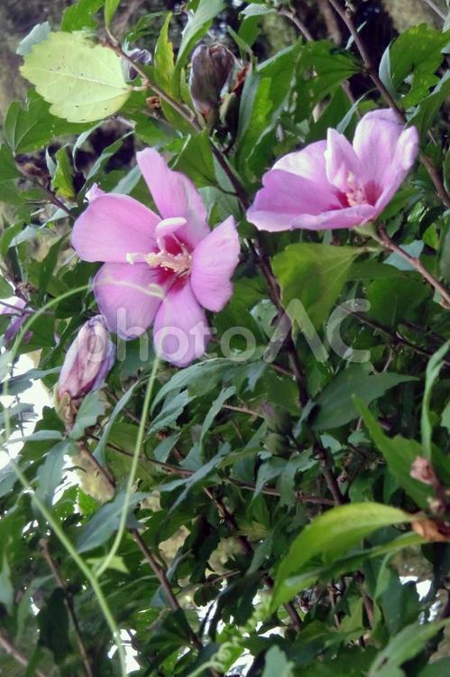 何か憂いを感じさせる芙蓉の花 ピンク,人物なし,可愛いの写真素材