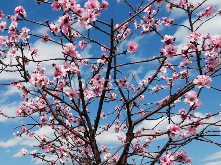 アーモンドの木 アーモンド,桜,梅の写真素材