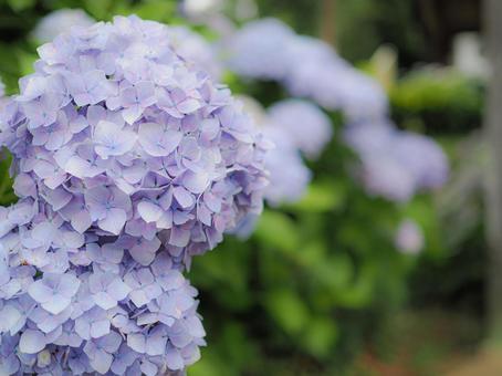 紫陽花 紫陽花 紫陽花,梅雨,花の写真素材
