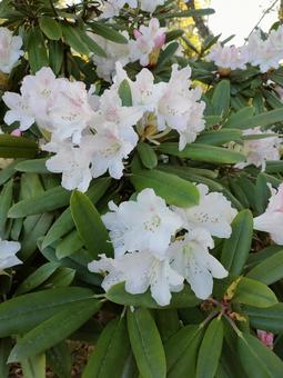 シャクナゲ シャクナゲ シャクナゲ,花,皇居の写真素材