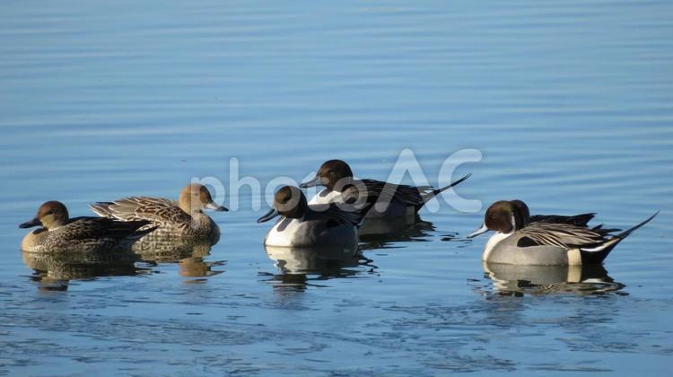 オナガガモの群れ オナガガモ,カモ,渡り鳥の写真素材