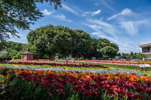 ユリ 百合,ユリ,花の写真素材