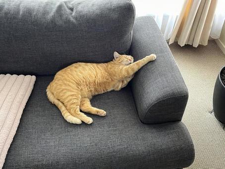 ソファーにつかまりながら寝る茶とらネコ 茶とら,ネコ,猫の写真素材