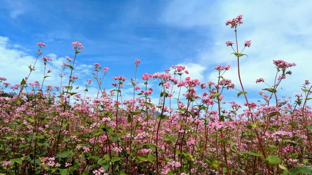赤そばの花2 赤そばの花2 秋の風景,秋風,赤そばの写真素材