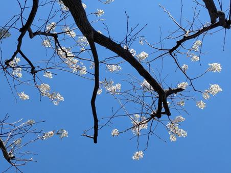清明過ぎの横浜市北部の西洋ザイフリボク 清明過ぎの横浜市北部の西洋ザイフリボクの写真