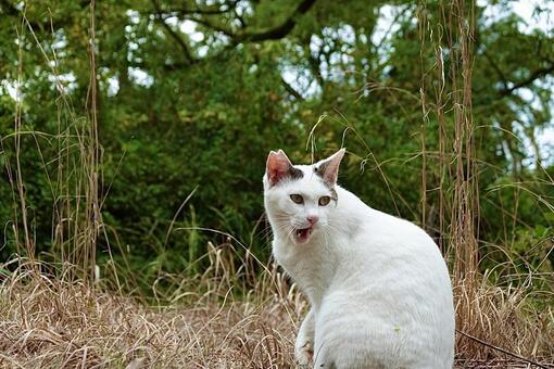 振り向き喋るシロキジ猫 ネコ,保護猫,ニャンコの写真素材