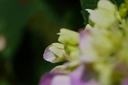 薄いピンクと緑色のアジサイの花のマクロ 薄いピンクと緑色のアジサイの花のマクロの写真