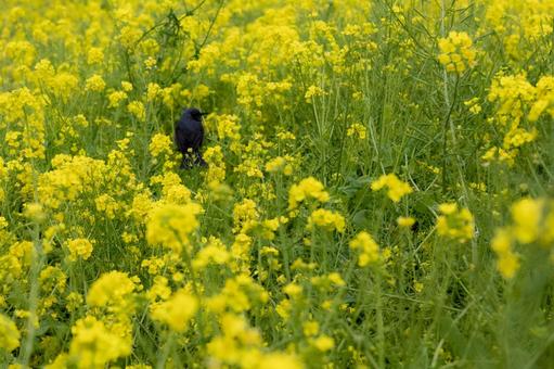 菜の花畑に立つ黒い鳥 菜の花畑に立つ黒い鳥 菜の花,鳥,カラスの写真素材