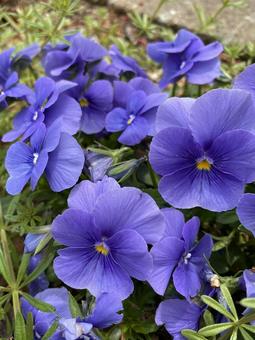 春の花 春の花の写真