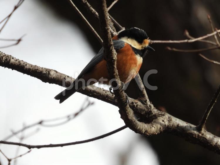 小根山野鳥の森で撮ったヤマガラ 鳥,トリ,バードウォッチングの写真素材