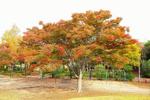 君津市内みのわ公園「遊具と紅葉した木々」 公園,遊具,紅葉の写真素材