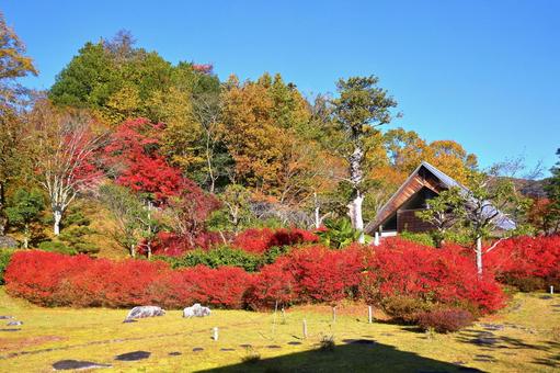 ドウダンツツジ1 ドウダンツツジ,赤い,紅葉の写真素材