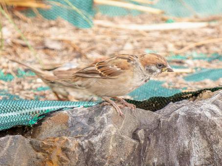 地面を歩くスズメ 地面を歩くスズメ スズメ,雀,鳥の写真素材