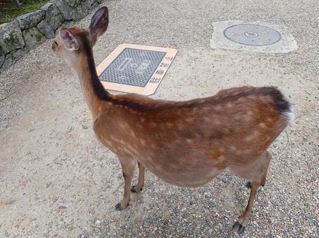 Deer @ Kasuga Taisha Shrine, Nara 202506, JPG