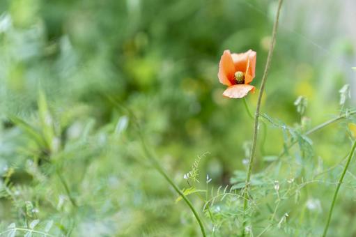 Photo, nagami hinagishi, spring, weed, 