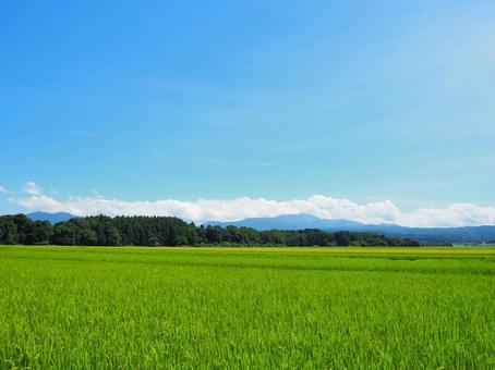 夏の景色65 夏の景色65 田,田んぼ,稲の写真素材