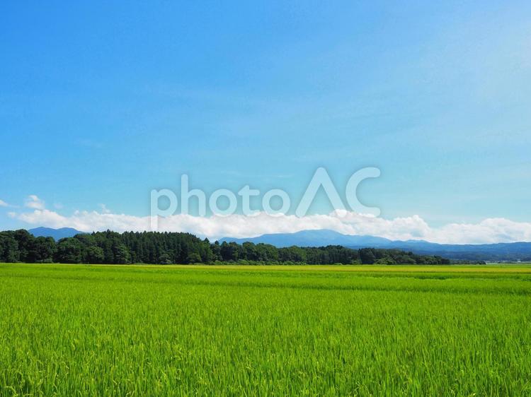 夏の景色６５ 田,田んぼ,稲の写真素材