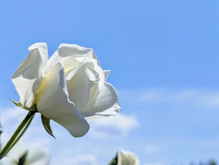 白い薔薇 白い薔薇の写真