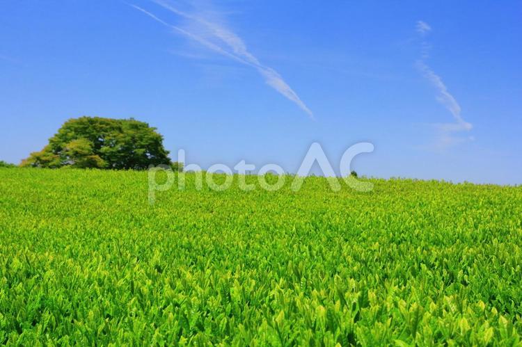 青空の下の茶畑 茶畑,茶摘み,大淵笹場の写真素材