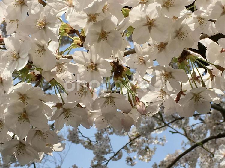 ソメイヨシノ③ 桜,サクラ,ソメイヨシノの写真素材